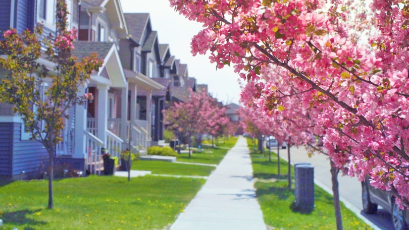 Pink trees blooming at The Orchards in Edmonton by Brookfield Residential