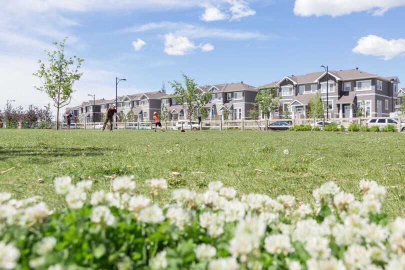 White flowers in front of homes at Chappelle Gardens by Brookfield Residential in Edmonton, AB