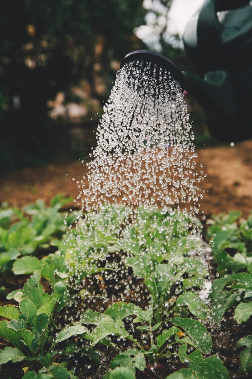 watering-garden-810x1215