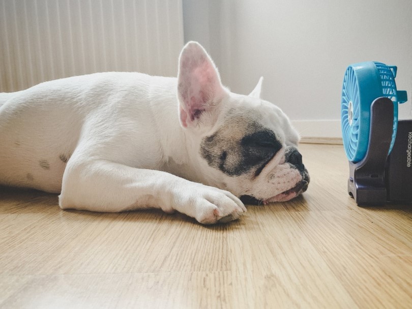 French Bulldog resting next to a mini electric fan concept