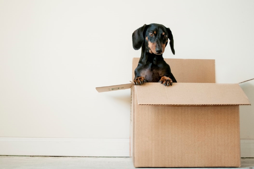 Dachshund dog posing inside of a moving box