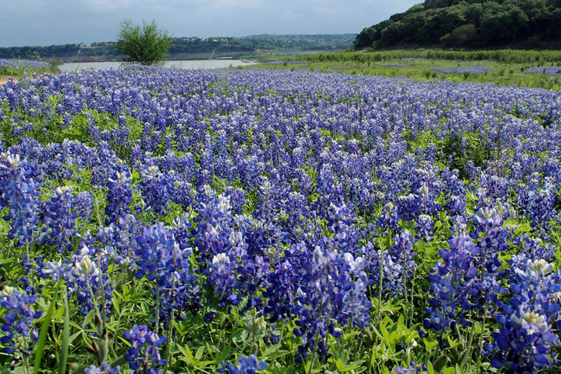 Image of bluebonnets in Dripping Springs in Austin, Texas.